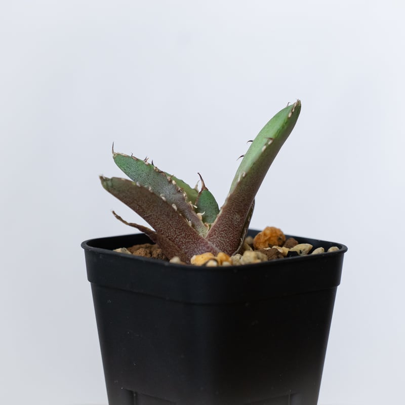 アガベ チタノタ 冠鷲 クラウンイーグル【発根管理中】TC株 Agave