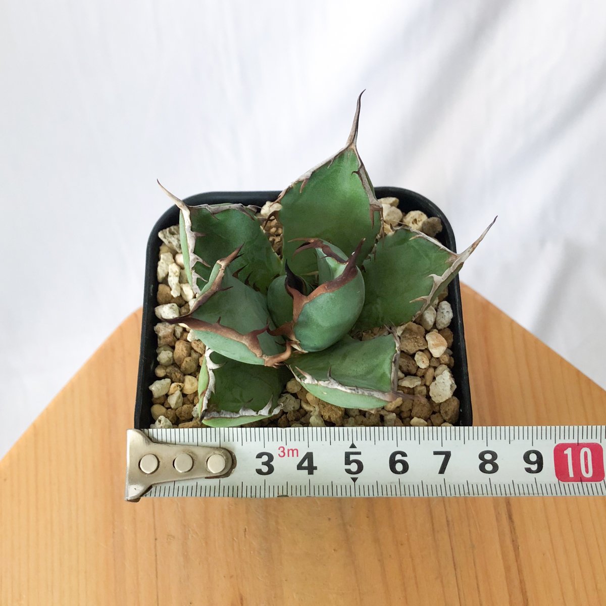 アガベ チタノタ 黒鯨【発根管理中】OC株 Agave titanota Black Whal
