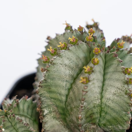 ユーフォルビア ホリダ 仔株付き Euphorbia horrida 多肉植物 珍奇植物 ANTIDOTE 静岡 通販 S1142