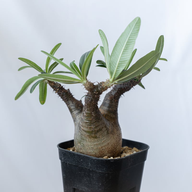パキポディウム グラキリス pachypodhium Gracilius 塊根植物