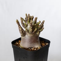アデニウム アラビカム ブラックスキン Adenium Arabicum Black Skin 塊根植物 コーデックス 珍奇植物 多肉植物 静岡 ANTIDOTE 通販 S1512