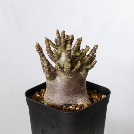 アデニウム アラビカム ブラックスキン Adenium Arabicum Black Skin 塊根植物 コーデックス 珍奇植物 多肉植物 静岡 ANTIDOTE 通販 S1512
