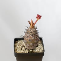 アガベ チタノタ 海王【発根管理中】Agave titanota Sea King 多肉植物