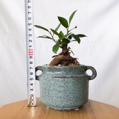 ガジュマル 鉢セット Ficus microcarpa キジムナー 新居祝い 多肉植物 観葉植物 インテリアグリーン 静岡 ANTIDOTE 通販 S1400
