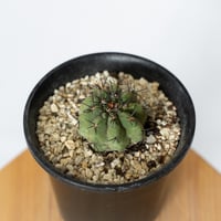 コピアポア 黒王丸 実生 Copiapoa cinerea サボテン 多肉植物 珍奇植物 静岡 ANTIDOTE 通販 S780
