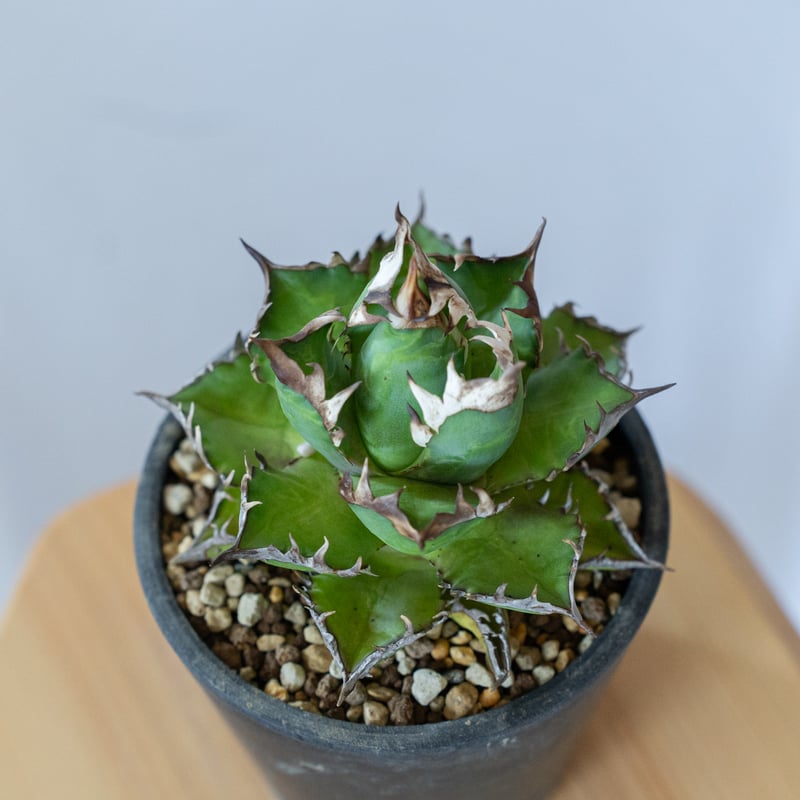 アガベ チタノタ ゴリ姫 レッドキャットウィーズル ゴリ猫 姫厳竜