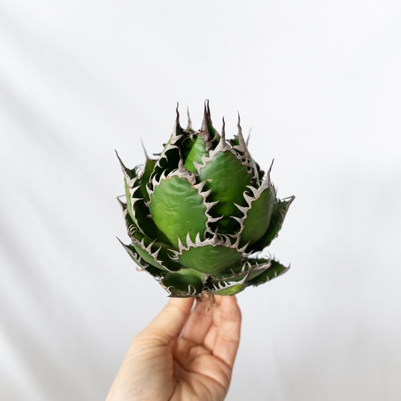 ☆11/17までの限定販売☆アガベ ホリダ OC株 ベアルート Agave horrida