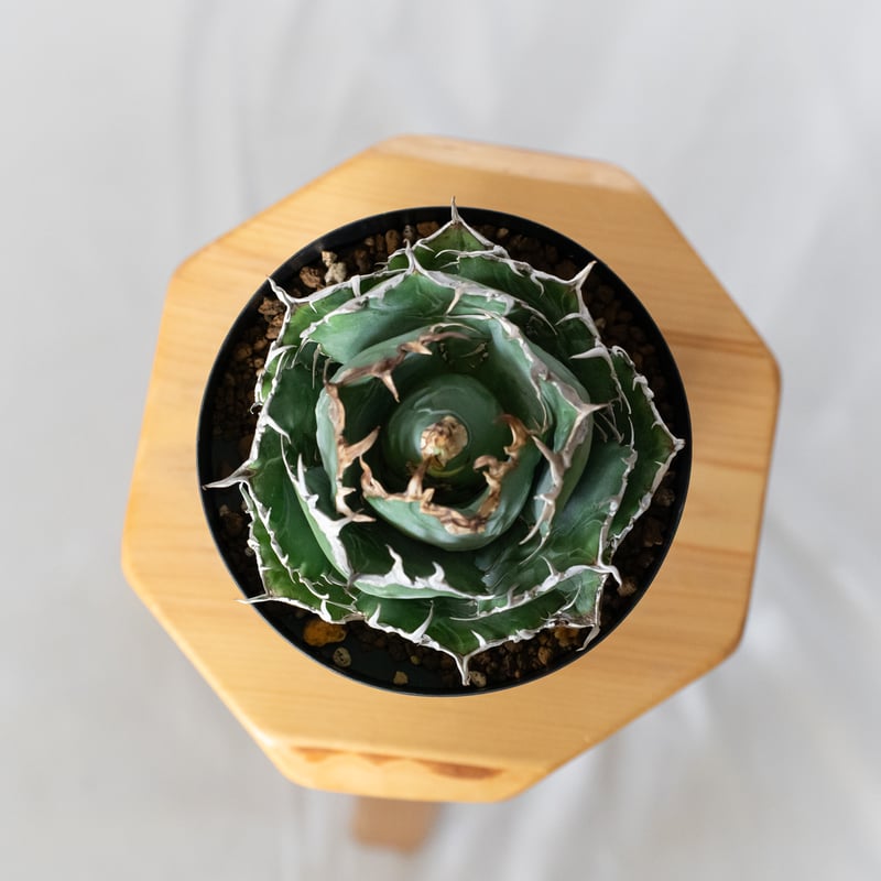 アガベ チタノタ 白鯨 特大株 【発根管理中】OC株 Agave titanota White