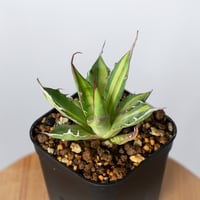 アガベ ホリダ 黄中斑 TC株【発根管理中】斑入り Agave horrida 多肉植物 珍奇植物 静岡 ANTIDOTE 通販 S1313
