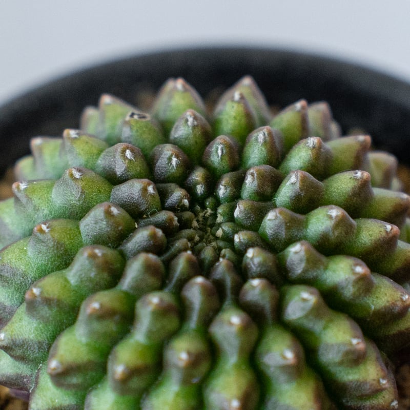 ギムノカリキウム 牡丹玉 石化 Gymnocalycium mihanovichii サボテン