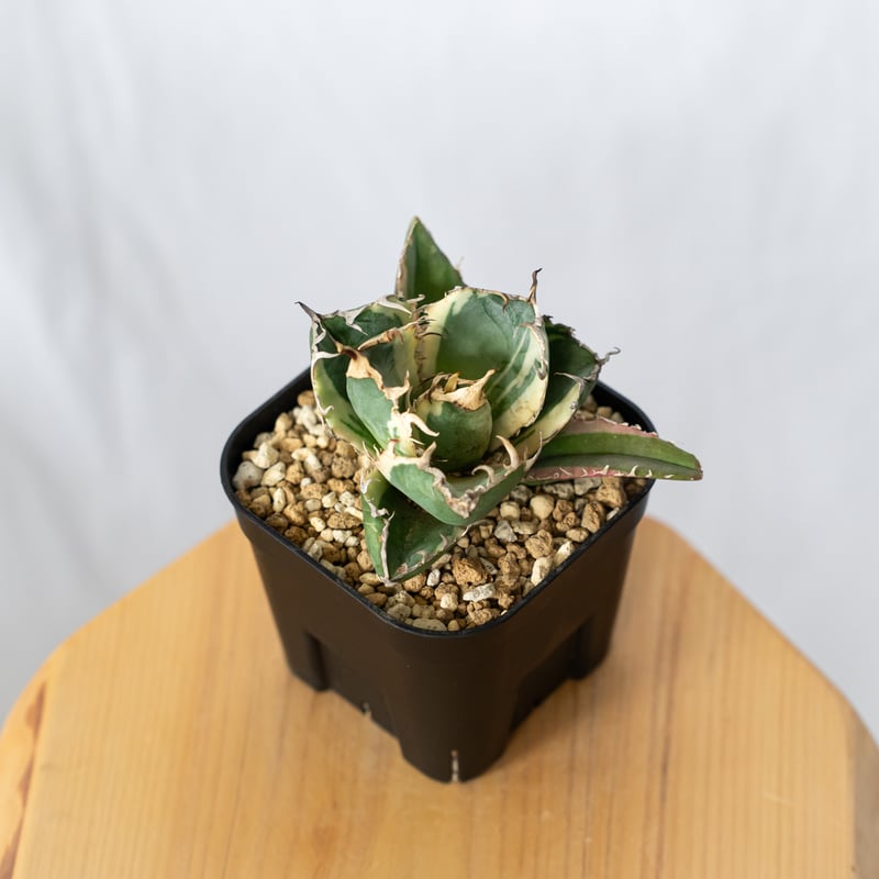 アガベ チタノタ 白鯨 白覆輪 白鯨錦 TC株 Agave titanota White