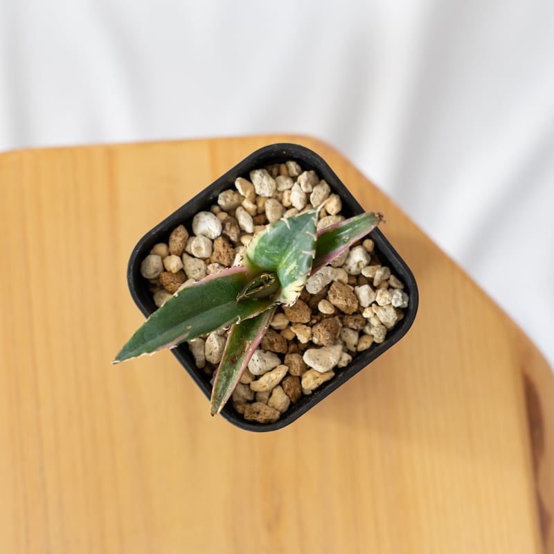 アガベ チタノタ 白鯨 白鯨錦 白覆輪【発根管理中】TC株 Agave
