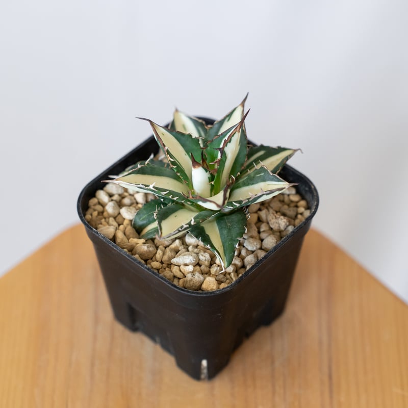 【匿名配送】子株3株付き　アガベ　チタノタ　太陽神錦　TC 白中斑　A 匿名配送】②子株付き アガベ チタノタ 太陽神錦 白中斑 TC