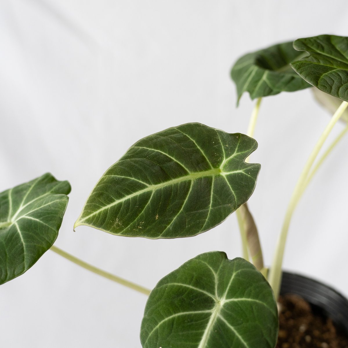アロカシア ニンジャ Alocasia 観葉植物 静岡 ANTIDOTE 通販 S42 |
