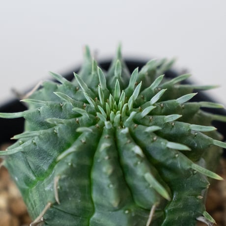 ユーフォルビア バリダ 実生 Euphorbia super valida 多肉植物 珍奇植物 ANTIDOTE 静岡 通販 S918