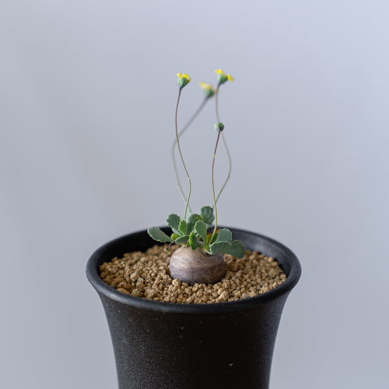 希少 コレクション株 オトンナ パキポダ 希少 コレクション株 オトンナ パキポダ