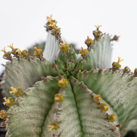 ユーフォルビア ホリダ 仔株付き Euphorbia horrida 多肉植物 珍奇植物 ANTIDOTE 静岡 通販 S1142