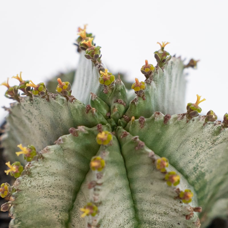 ユーフォルビア ホリダ 仔株付き Euphorbia horrida 多肉植物 珍奇植物