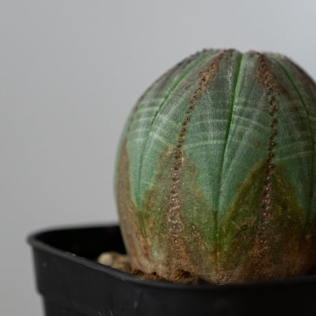 ユーフォルビア オベサ 実生 Euphorbia obesa 多肉植物 珍奇植物 静岡 ANTIDOTE 通販 S1430