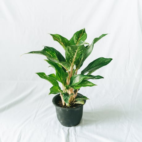 aglaonema | STORES