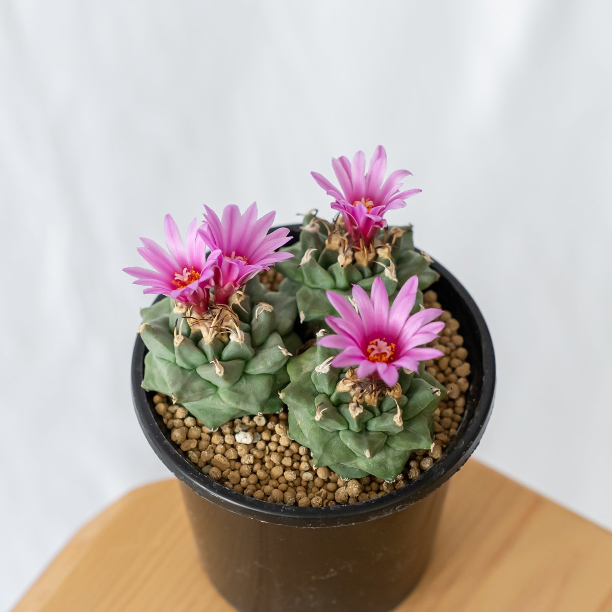 サボテン 多肉植物 ツルビ ★★実生大株　アロンソイ★★ # e サボテン 多肉植物 ツルビ 実生大株 アロンソイ # e
