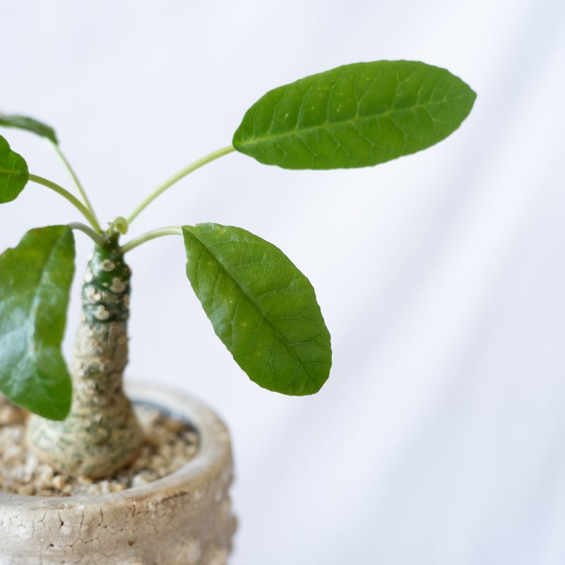 ドルステニア フォエチダ Dorstenia 塊根植物 コーデックス 珍奇植物
