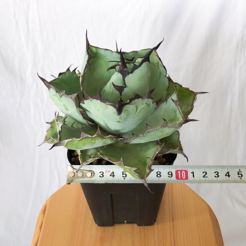 98、アガベ　チタノタ　ブルー 植え替え後発根管理中です！ 植え替え後のアガベの管理について｜水やりの頻度・置き場所など