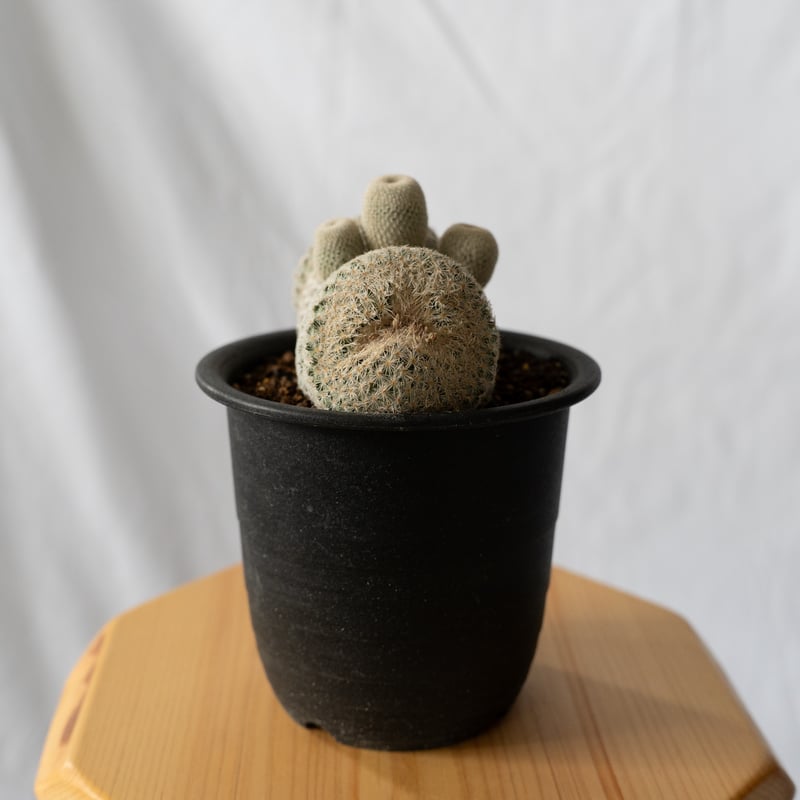 エピテランサ 月世界 Epithelantha micromeris サボテン 多肉植物 珍