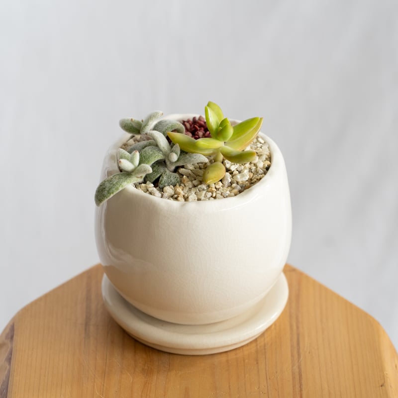 多肉植物 寄せ植え 鉢セット インテリア 多肉植物 観葉植物 珍奇植物