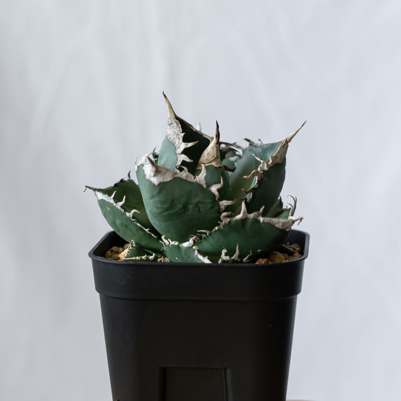アガベ チタノタ 南アフリカダイヤモンド TC株 Agave titanota South A
