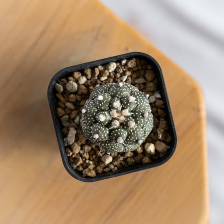 アストロフィツム 亀甲兜 Astrophytum 実生 多肉植物 サボテン 珍奇植物 静岡 ANTIDOTE 通販 S1240