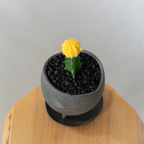ギムノカリキウム ヒボタン 緋牡丹 鉢セット サボテン 多肉植物 観葉植物 インテリアグリーン 静岡 ANTIDOTE 通販 S877