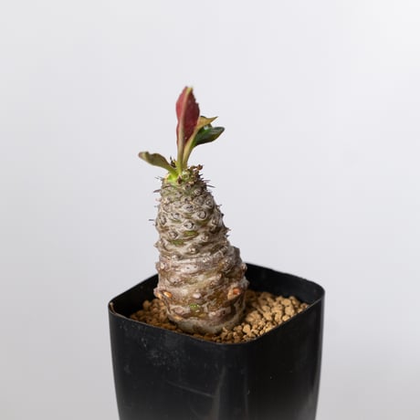 ユーフォルビア パキポディオイデス 実生 Euphorbia pachypodioides 多肉植物 珍奇植物 静岡 ANTIDOTE 通販 S1508