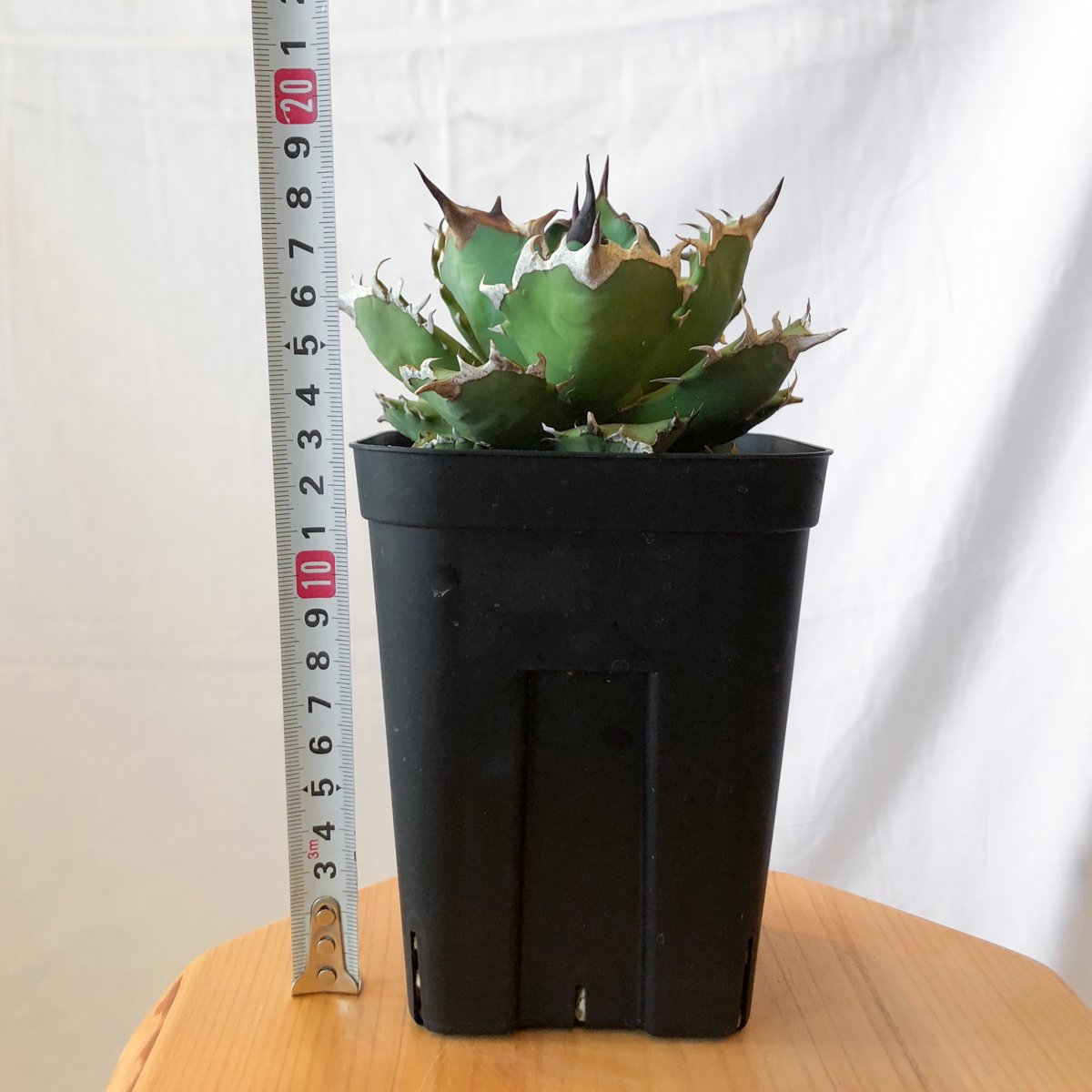 発根管理中】アガベ チタノタ 姫厳龍 Agave titanota 美株 多肉