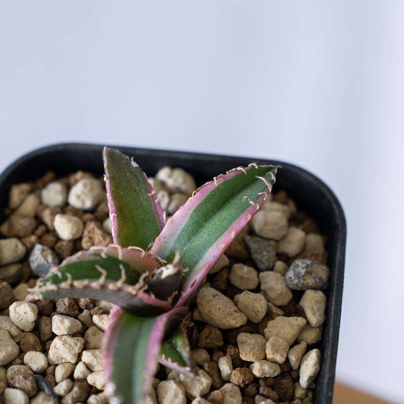 アガベ チタノタ シーザー 白覆輪【発根管理中】 TC Agave titanota