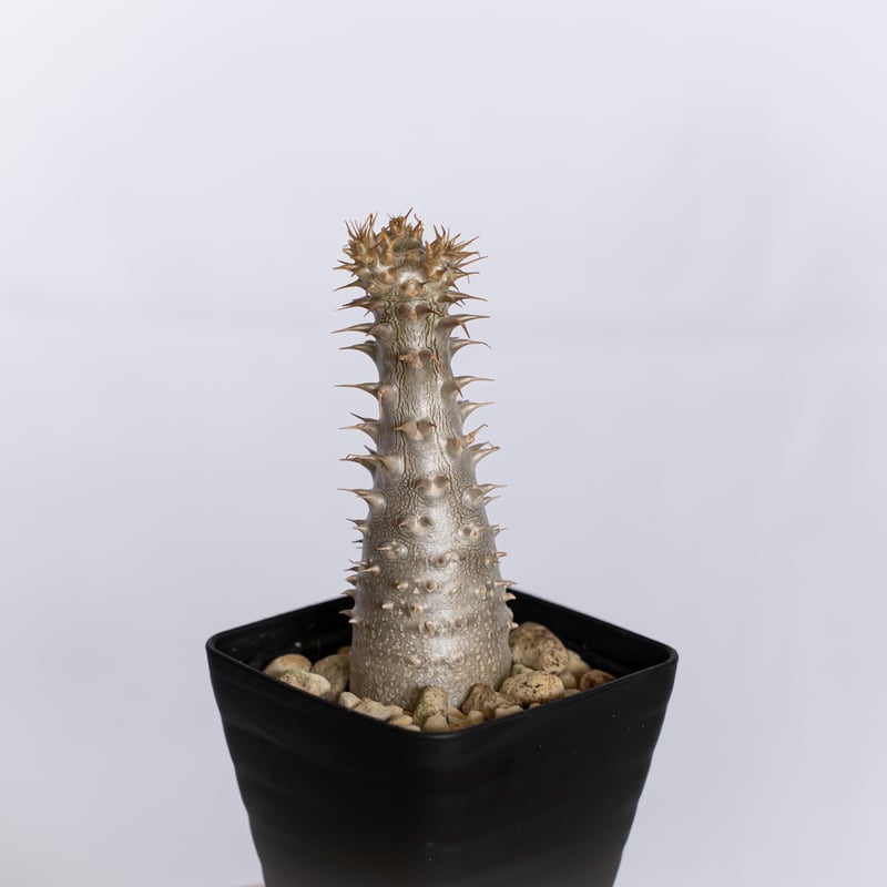 パキポディウム マカイエンセ　実生　魔界玉　　Pachypodium 塊根植物 パキポディウム マカイエンセ 実生 pachypodhium makayense 魔界玉 塊根