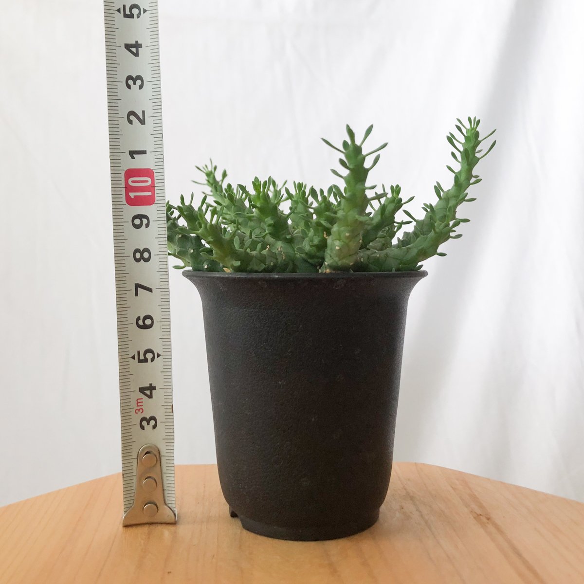 ユーフォルビア ゴルゴニス 金輪際 実生 Euphorbia gorgonis