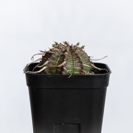 ユーフォルビア バリダ 実生 Euphorbia super valida 多肉植物 珍奇植物 ANTIDOTE 静岡 通販 S1229