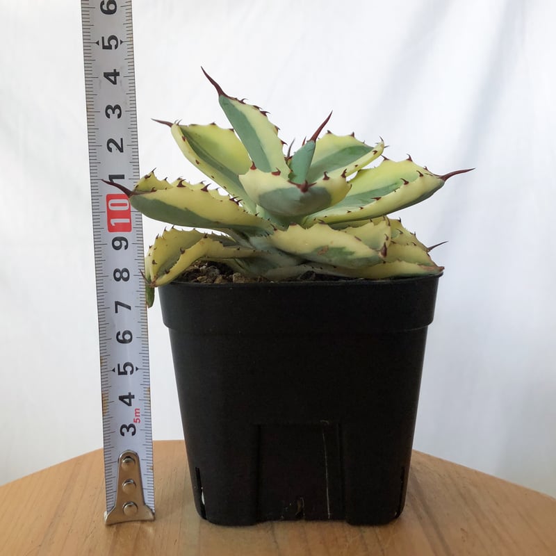 特価　アガベ　吉祥冠錦　4株　チタノタ アガベ チタノタ 吉祥冠錦 OC株【発根管理中】斑入り Agave potatorum