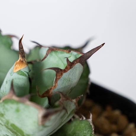 アガベ チタノタ ブラックアンドブルー BB  OC株【発根管理中】Agave titanota Black & Blue 多肉植物 珍奇植物 静岡 ANTIDOTE 通販 S1311