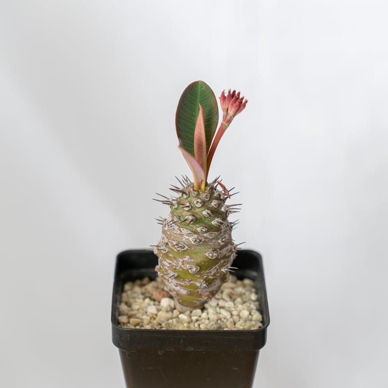 ユーフォルビア パキポディオイデス 美株 Euphorbia pachypodioides 多