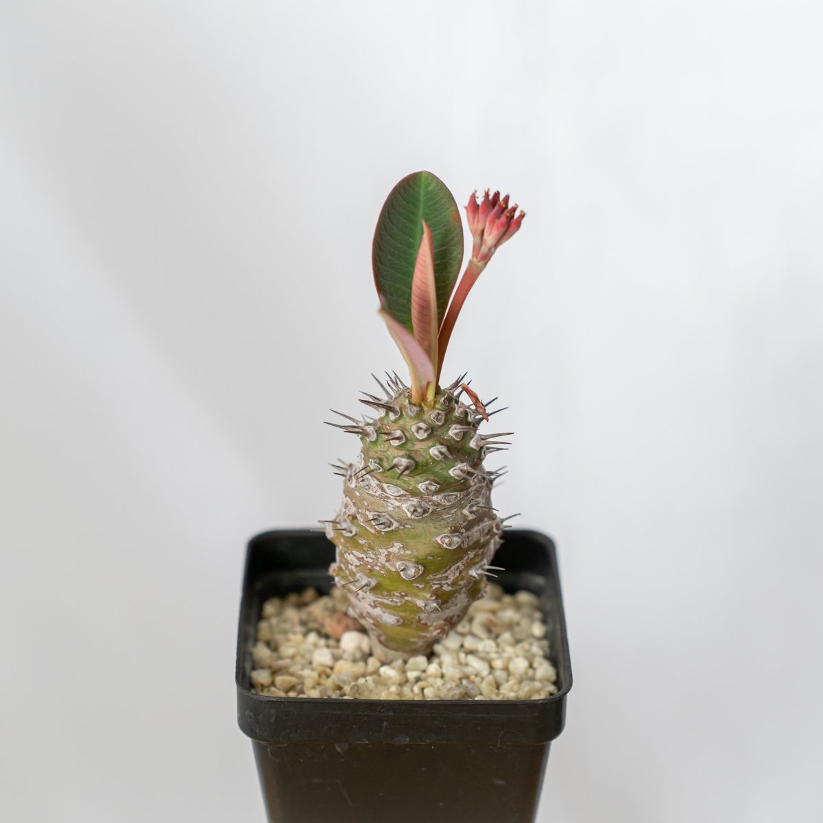 ユーフォルビア パキポディオイデス植え【発根・多肉植物・美株】 ユーフォルビア パキポディオイデス 美株 Euphorbia pachypodioides 多