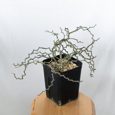 ジグザグの木 | STORES