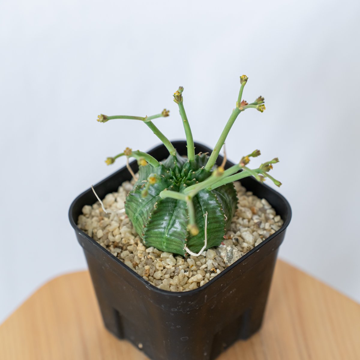 ユーフォルビア スーパーバリダ 実生 雄株 Euphorbia super valida 多肉