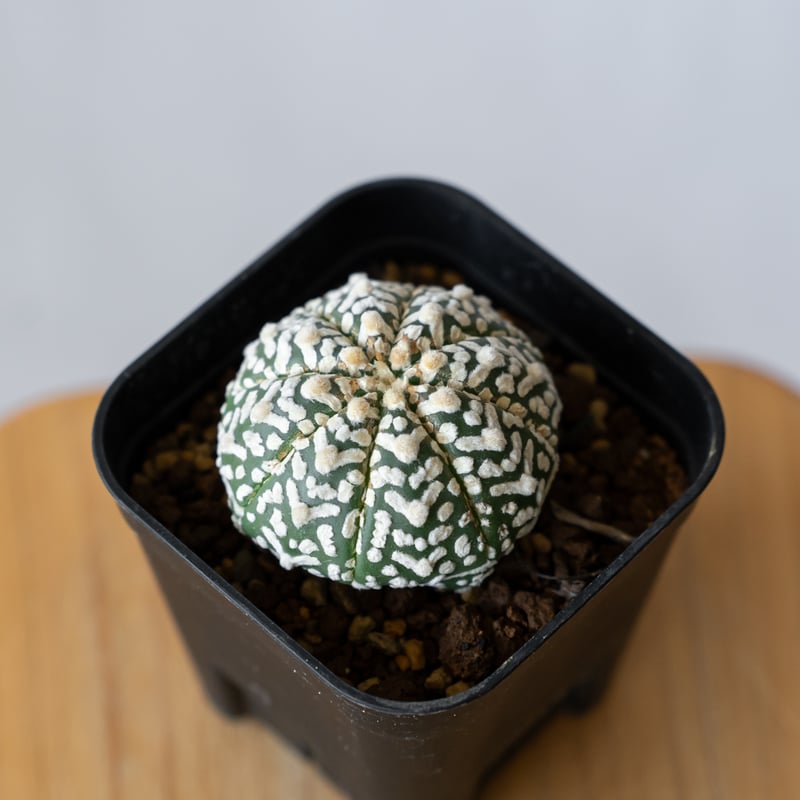 アストロフィツム スーパー兜 Vタイプ アロータイプ 実生 Astrophytum