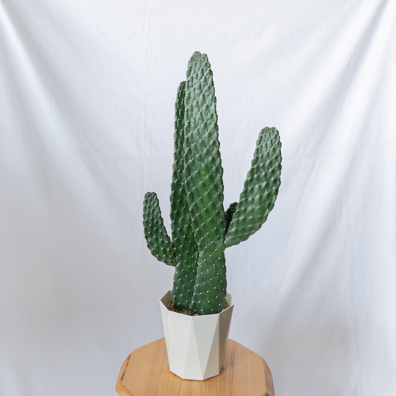 スミエボシ 墨烏帽子 Consolea rubescens ウチワサボテン バンザイ