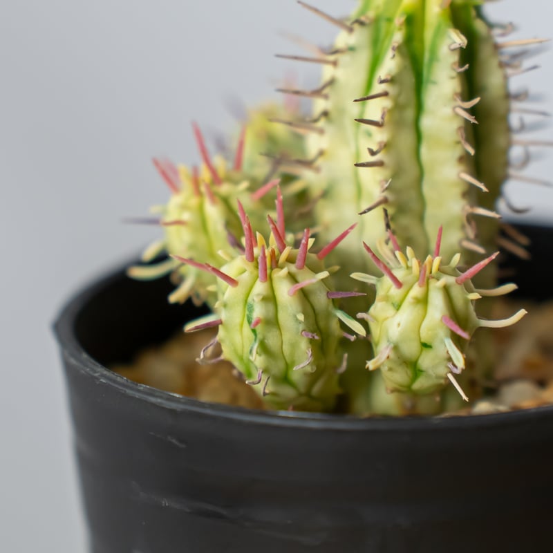 ユーフォルビア エノプラ 紅彩閣 激レアフォルム 鉢付き ユーフォルビア エノプラ 紅彩閣 激レアフォルム 鉢付き