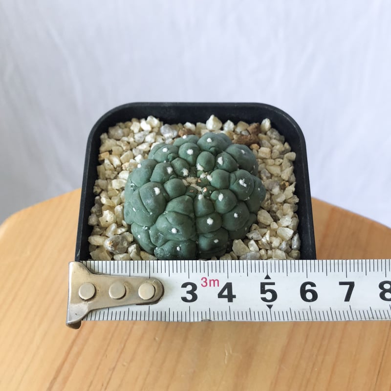 最高品質　アマゾナイト　亀甲彫り　1点物 Yahoo!オークション - サボテン・多肉植物 809 アストロフィツム