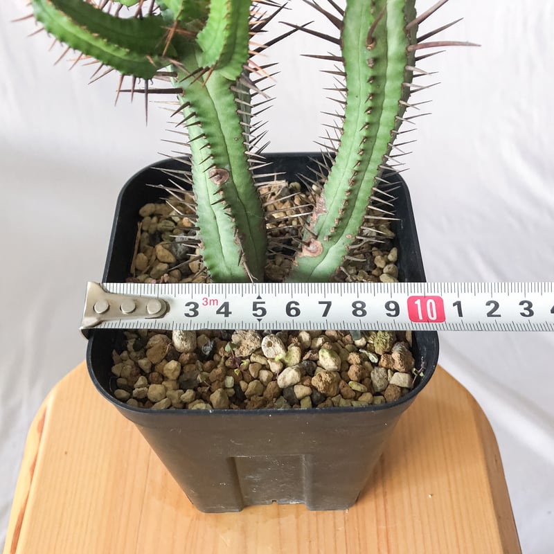 ユーフォルビア エノプラ 紅彩閣 激レアフォルム 鉢付き ユーフォルビア エノプラ Euphorbia enopla 紅彩閣 塊根植物