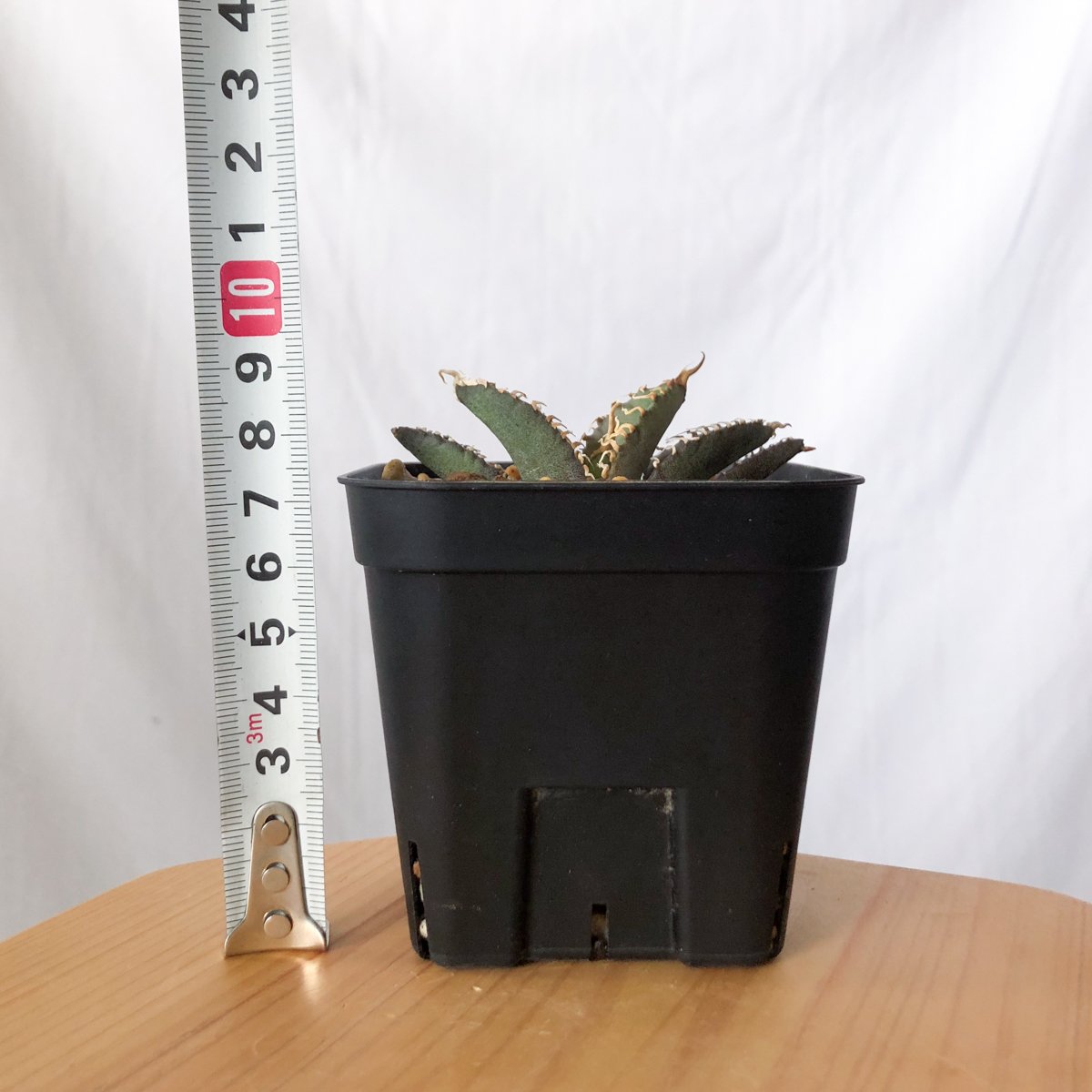 アガベ チタノタ 白幽霊【発根管理中】TC株 agave titanota white gho